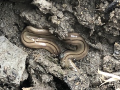 Bipalium pennsylvanicum