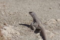 Dipsosaurus dorsalis dorsalis