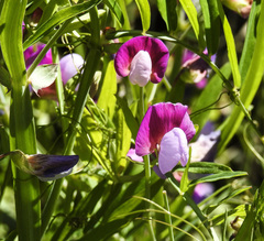 Lathyrus