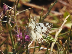 Melanargia titea