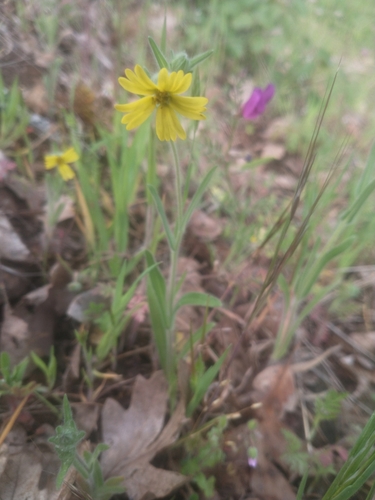 Lemon-Scented Tarweed (Madia citriodora)