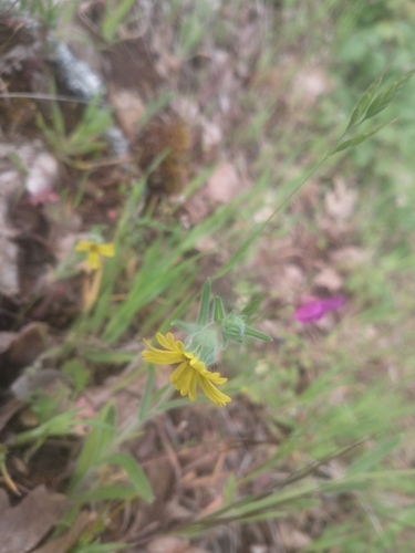 Image of Madia citriodora by no rights reserved