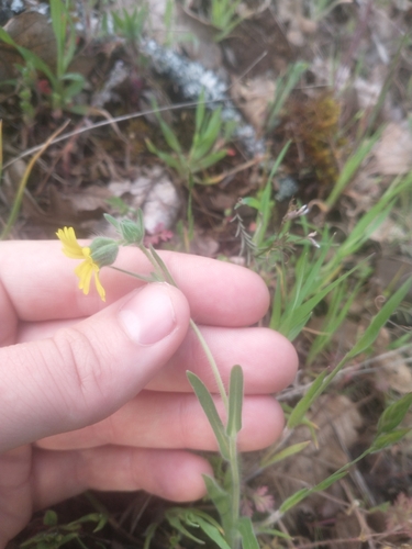 Image of Madia citriodora by no rights reserved