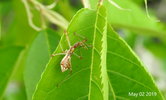 Epidaus tuberosus