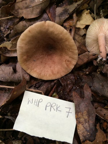 Oakbug Milkcap