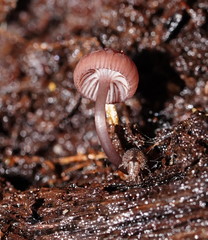 Mycena kurramulla