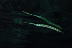 Garfish photo 1