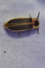 Pleotomodes needhami
