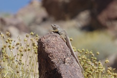 Crotaphytus vestigium