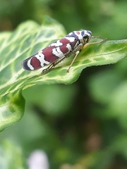 Agrosoma