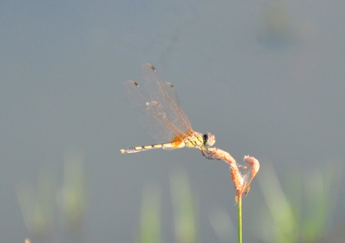 Dancing Dropwing