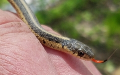 Thamnophis sirtalis