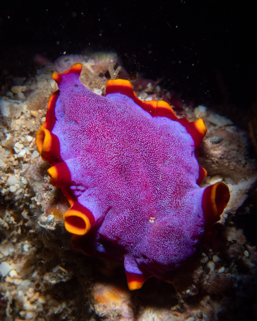 Fuchsia Flatworm