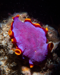 Flatworm