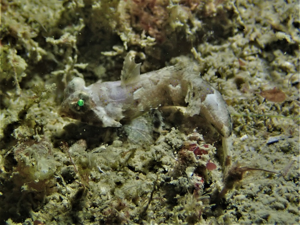 Indian ornate dragonet (Synchiropus lineolatus) — Callionymidae