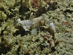 Common Dragonet photo 4