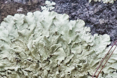 Xanthoparmelia lineola