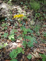 Packera coahuilensis