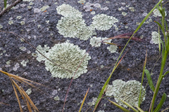 Xanthoparmelia lineola