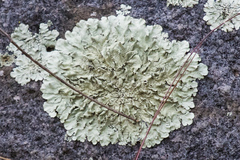 Xanthoparmelia lineola