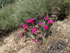 Opuntia basilaris
