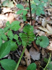 Packera coahuilensis