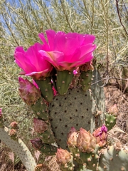 Opuntia basilaris