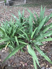 Yucca rupicola