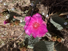 Opuntia basilaris