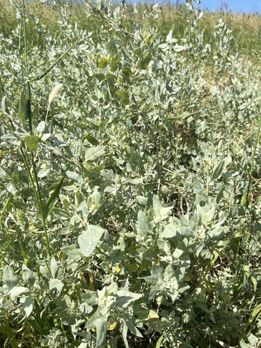 iNaturalist observation photo of big saltbush