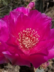 Opuntia basilaris