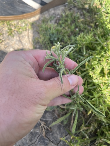 iNaturalist observation photo of Spanish False Fleabane