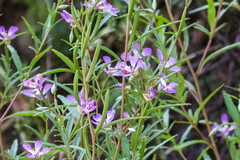 Clarkia delicata