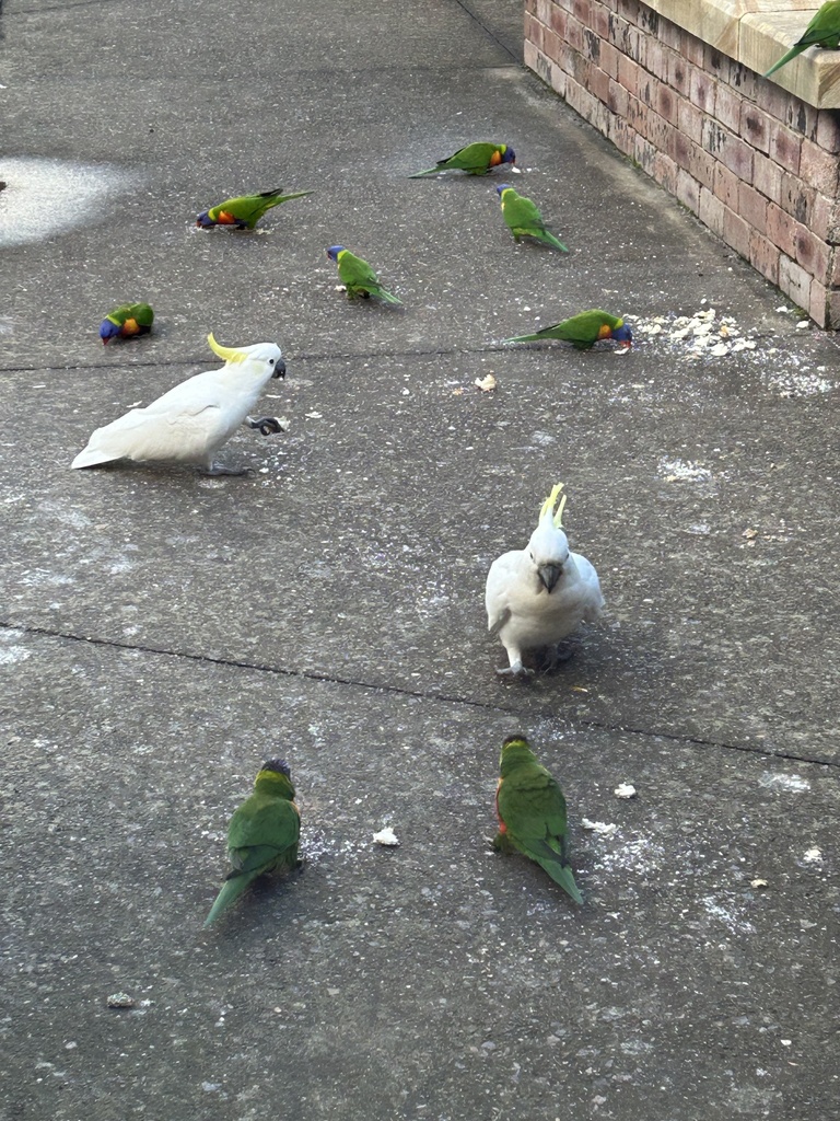 Sulphur-crested Cockatoo from Stanhope Rd, Killara, NSW, AU on May 1 ...