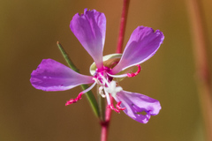 Clarkia delicata