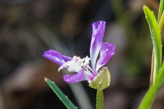 Clarkia delicata