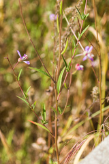 Clarkia delicata