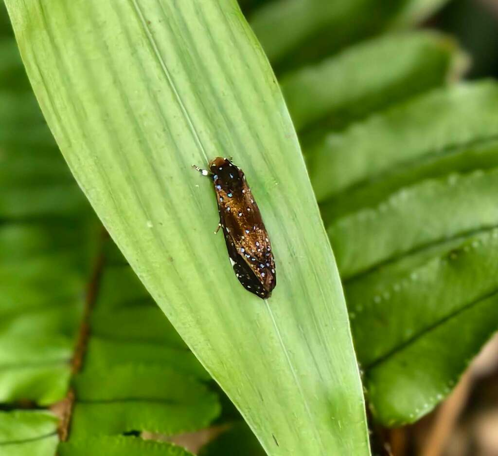 Dacryphanes
