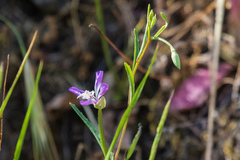 Clarkia delicata