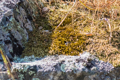 Bartramia laevisphaera