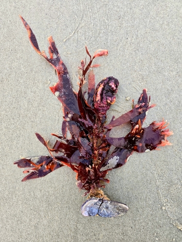 Hymenocladiaceae