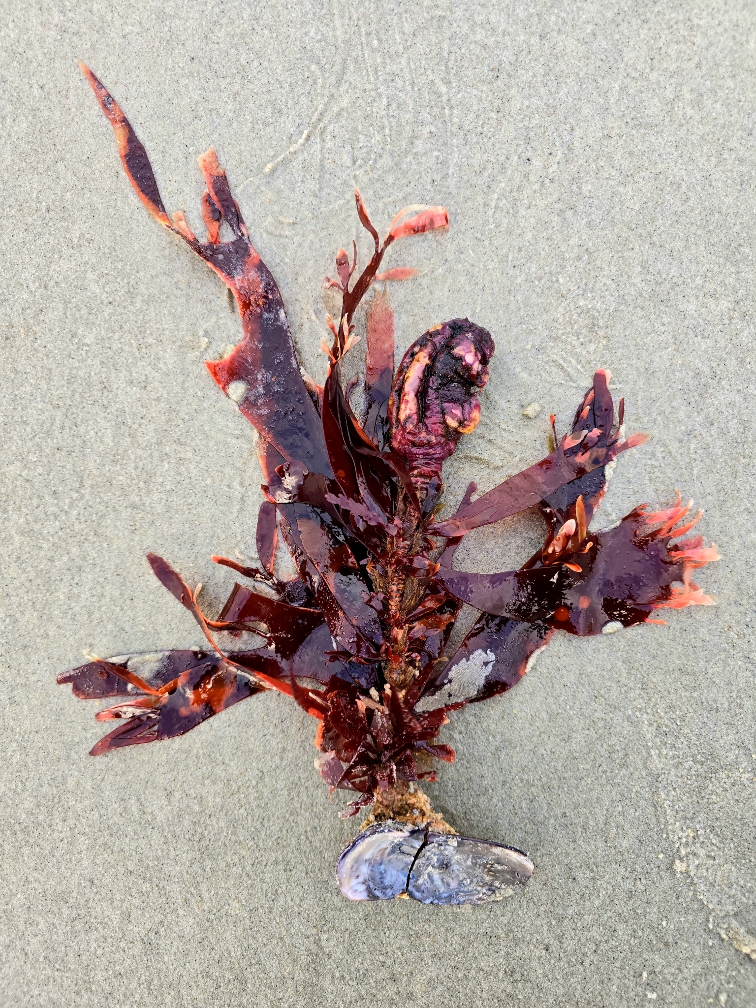 Hymenocladiaceae