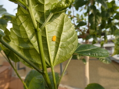 Coccinellidae