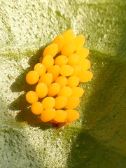 Coccinellidae