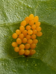 Coccinellidae