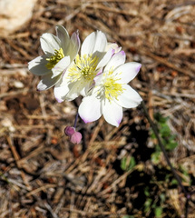 Thalictrum tuberosum
