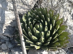 Agave victoriae-reginae