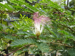 Calliandra magdalenae