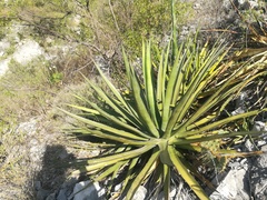 Agave funkiana
