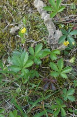 Potentilla canadensis
